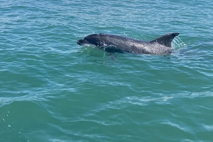 A dolphin swimming in clear blue-green water.