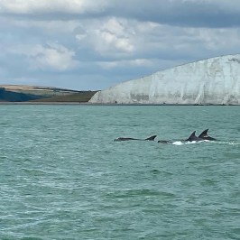 Dolphins spotted
