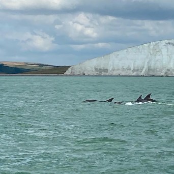 Dolphins spotted