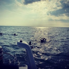 Mavericks swimming