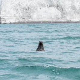 seal-seven-sisters-cliffs
