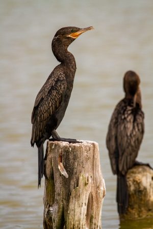 a bird sitting on top of a body of water